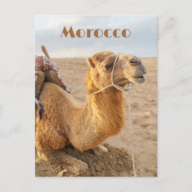 Kamel ruht, Marokko Reise Postkarte (Vorderseite)