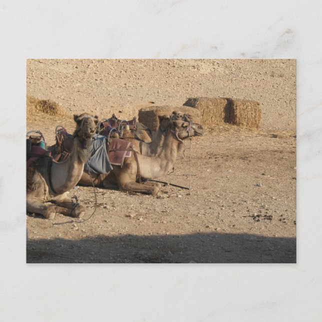 Kamel-Sitzen - besonders angefertigt Postkarte (Vorderseite)