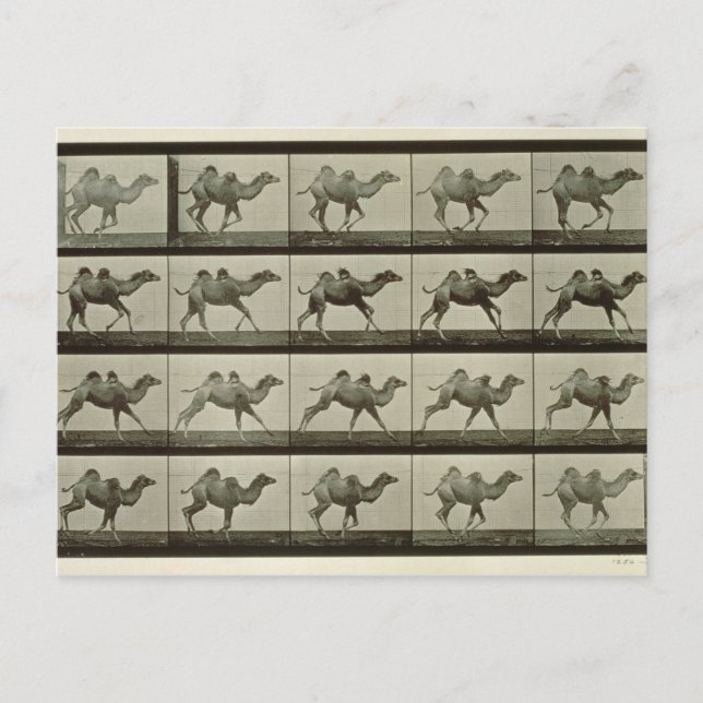 Kamel, Teller aus "Animal Locomotion", 1887 (b/w p Postkarte (Vorderseite)