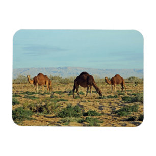 Kamel, Tunesien Magnet