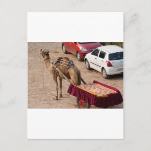 Kamel und Auto Postkarte