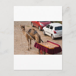 Kamel und Auto Postkarte