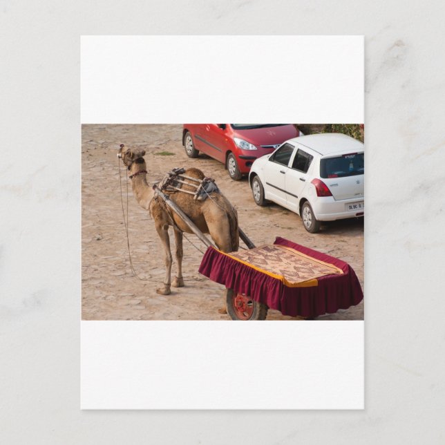 Kamel und Auto Postkarte (Vorderseite)