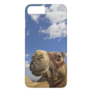 Kamel vor den Pyramiden von Giza, Ägypten, Case-Mate iPhone Hülle