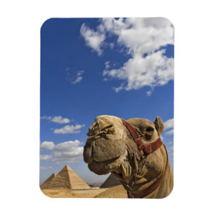 Kamel vor den Pyramiden von Giza, Ägypten, Magnet