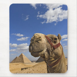 Kamel vor den Pyramiden von Giza, Ägypten, Mousepad