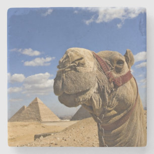 Kamel vor den Pyramiden von Giza, Ägypten, Steinuntersetzer