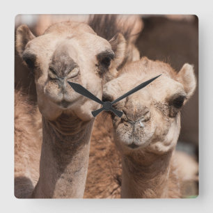 Kamele am Kamelmarkt in Al Ain nahe Dubai Quadratische Wanduhr