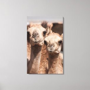 Kamele auf dem Kamelmarkt in Al Ain bei Dubai Leinwanddruck