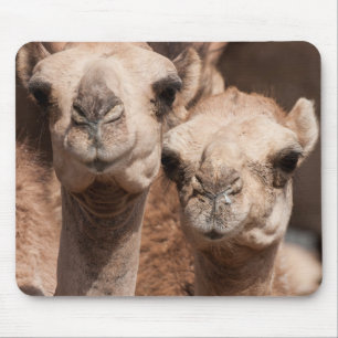 Kamele auf dem Kamelmarkt in Al Ain bei Dubai Mousepad