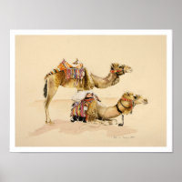 Kamele aus Petra 2007