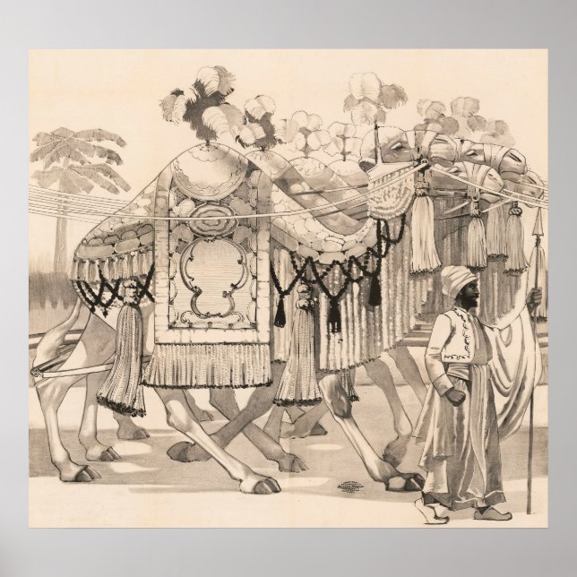 Kamele, die in Kostümen verkleidet sind Poster (Vorne)