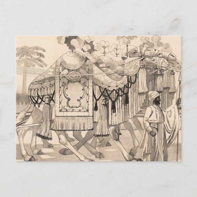 Kamele, die in Kostümen verkleidet sind Postkarte (Vorderseite)