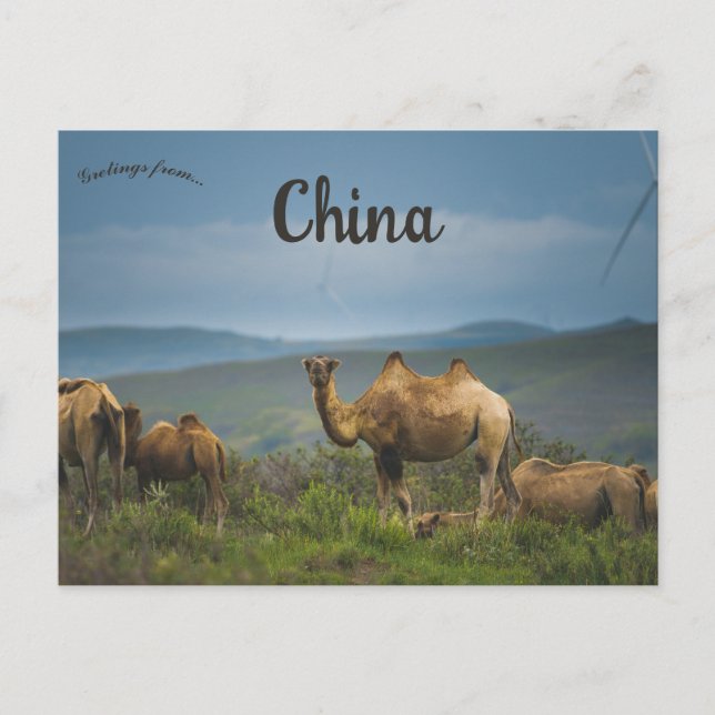 Kamele in der inneren mongolischen China Postkarte (Vorderseite)