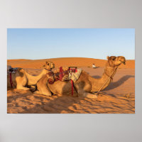 Kamele in der Oman-Wüste