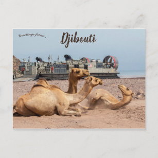 Kamele in der Sonne in Dschibuti Postkarte