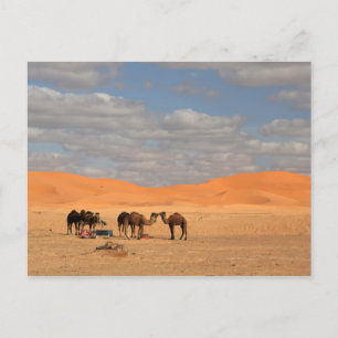 Kamele in der Wüste der Sahara Postkarte