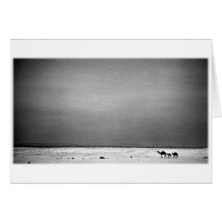 Kamele in der Wüste - Jordanien 1990