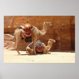Kamele in PETRA Poster