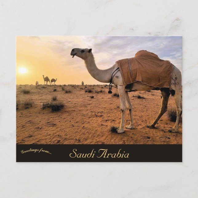 Kamele in Saudi-Arabien Postkarte (Vorderseite)
