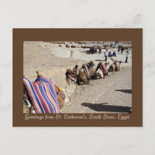 Kamele in St. Catherine Postkarte