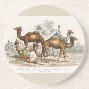 Kamele Indiens, Vintage Illustration, 1820 Getränkeuntersetzer