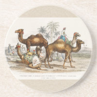 Kamele Indiens, Vintage Illustration, 1820