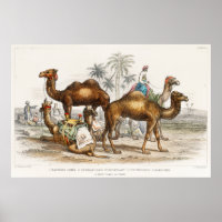 Kamele Indiens, Vintage Illustration, 1820
