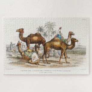 Kamele Indiens, Vintage Illustration, 1820 Puzzle