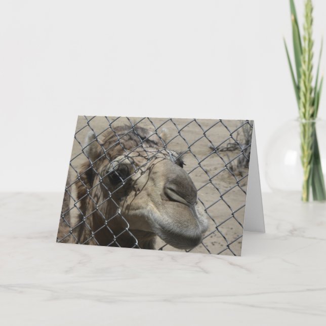 Kamelhallo Karte (Vorderseite)