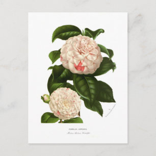 Kamelie japonica postkarte