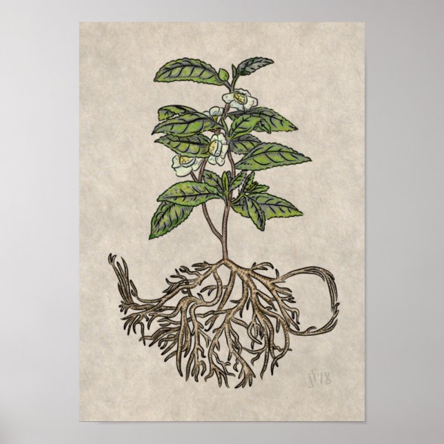 Kamelie Sinensis - Tee-Pflanze Poster (Vorne)