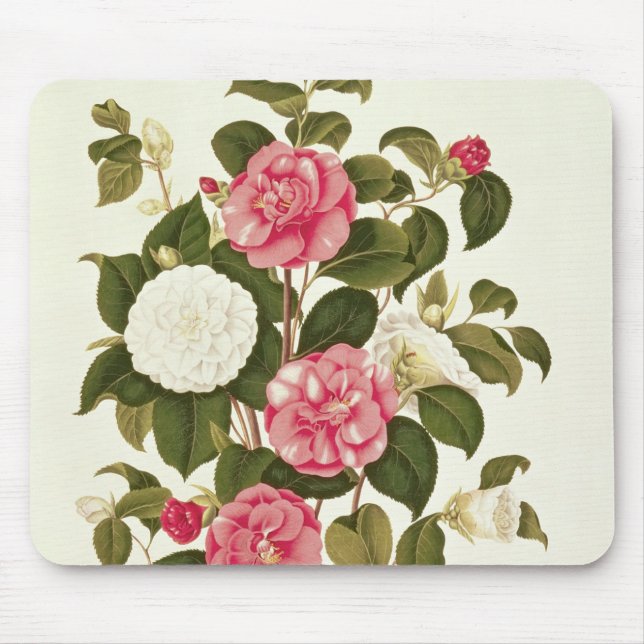 Kamelie von "einer Monographie auf den Klassen Mousepad (Vorne)