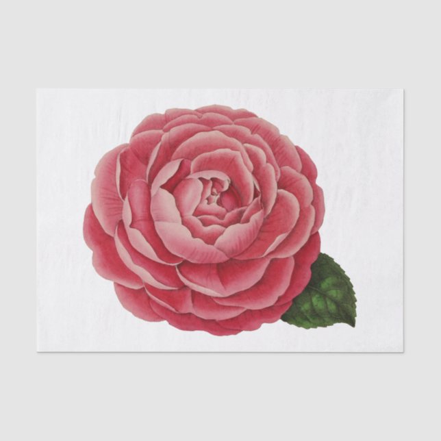 Kamelien-Blume-Blumenpapier #1 Seidenpapier (Vorderseite)