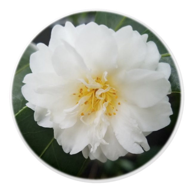 Kamelien-Blume Keramikknauf (Vorderseite)