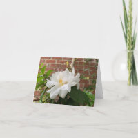 Kamelien-Karte (leer)