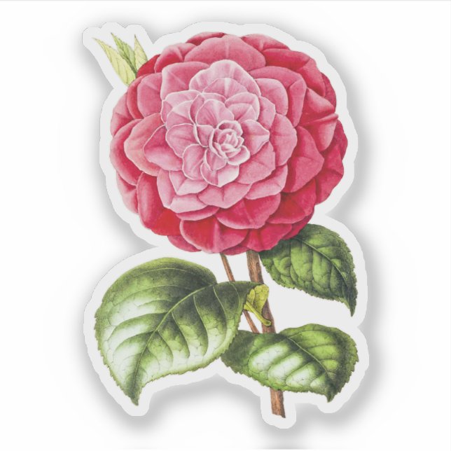 Kamelien, rosa Rosa Aufkleber (Vorderseite)