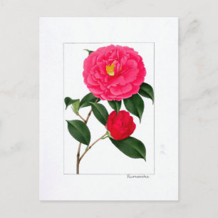Kamelien-Tafel: Kumasaka Postkarte