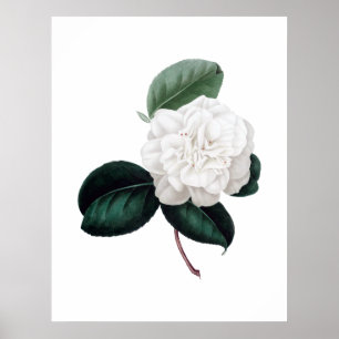 Kamelien, weiße Blume, botanischer Ausdruck Poster