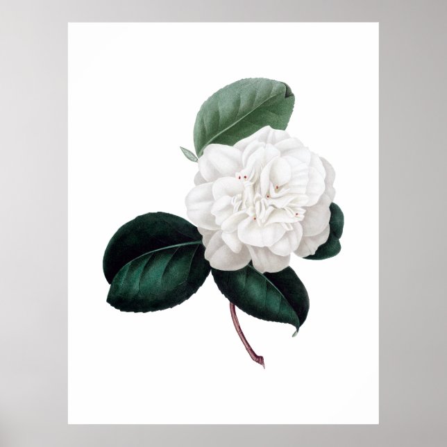 Kamelien, weiße Blume, botanischer Ausdruck Poster (Vorne)
