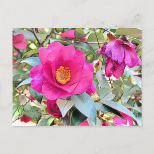 Kamellia sasanqua Kantsubaki [Postkarte] Postkarte
