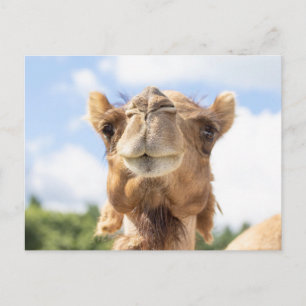 Kamelporträt Tierfotografie Wildtierfotografie Postkarte
