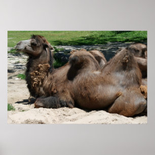 Kamelposter Poster