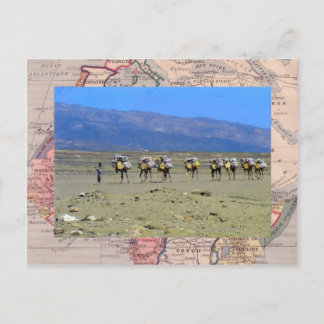 Kamelzug, der die Sahara-Wüste überquert Postkarte