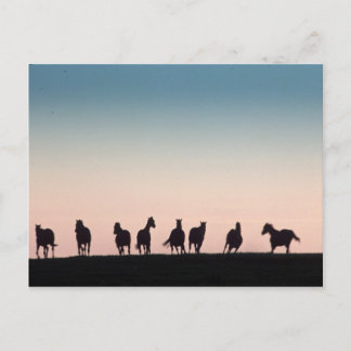 Kamera schüchtern! postkarte