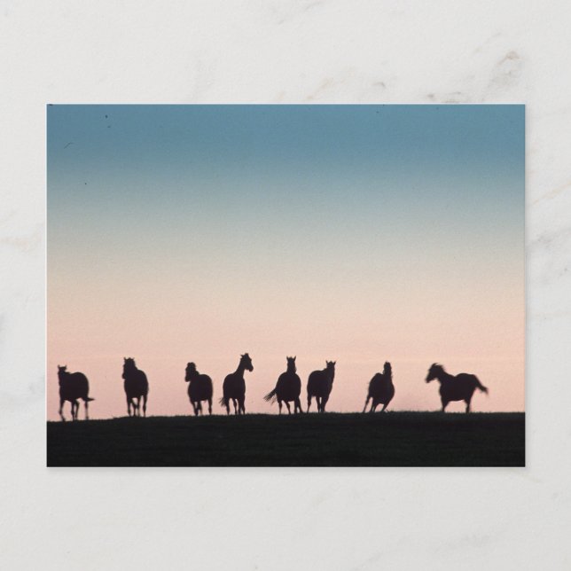 Kamera schüchtern! postkarte (Vorderseite)