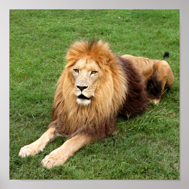 Kameron 1 11 x 11 poster (Vorne)