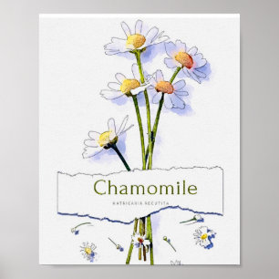 Kamille Aquarellmalerei im Vintage-Stil Poster