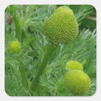 Kamille, Matricaria matricarioides Quadratischer Aufkleber