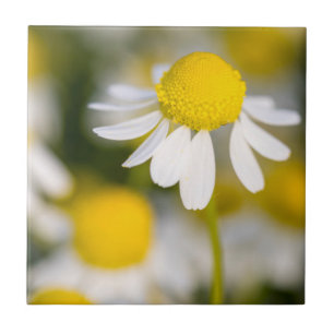 Kamilleblüte Nahaufnahme, Ungarn Fliese